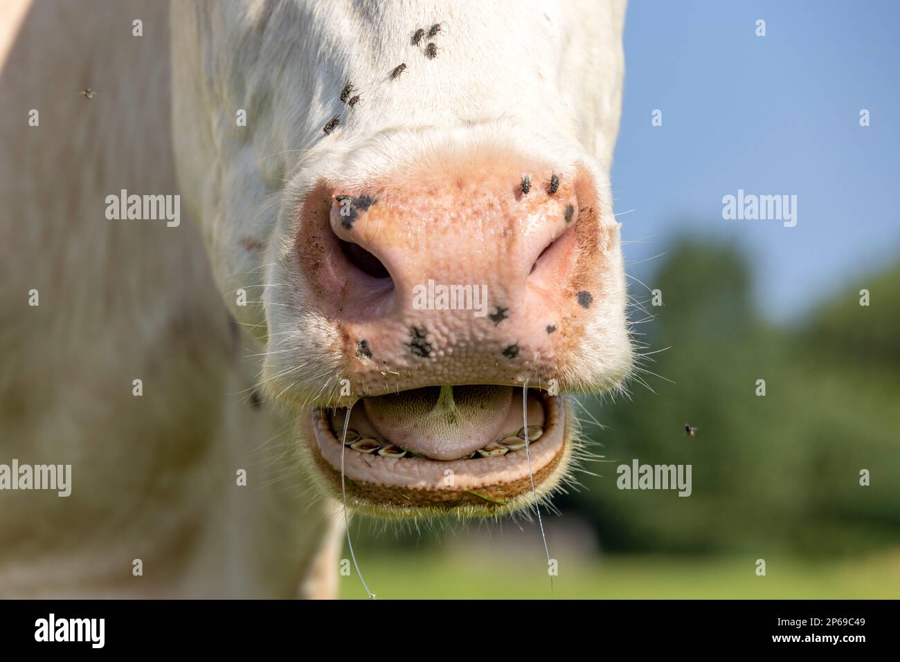Naso di una mucca e bocca, sputare e grande narice rosa, la testa mostrando denti lingua e gengive durante la masticazione Foto Stock