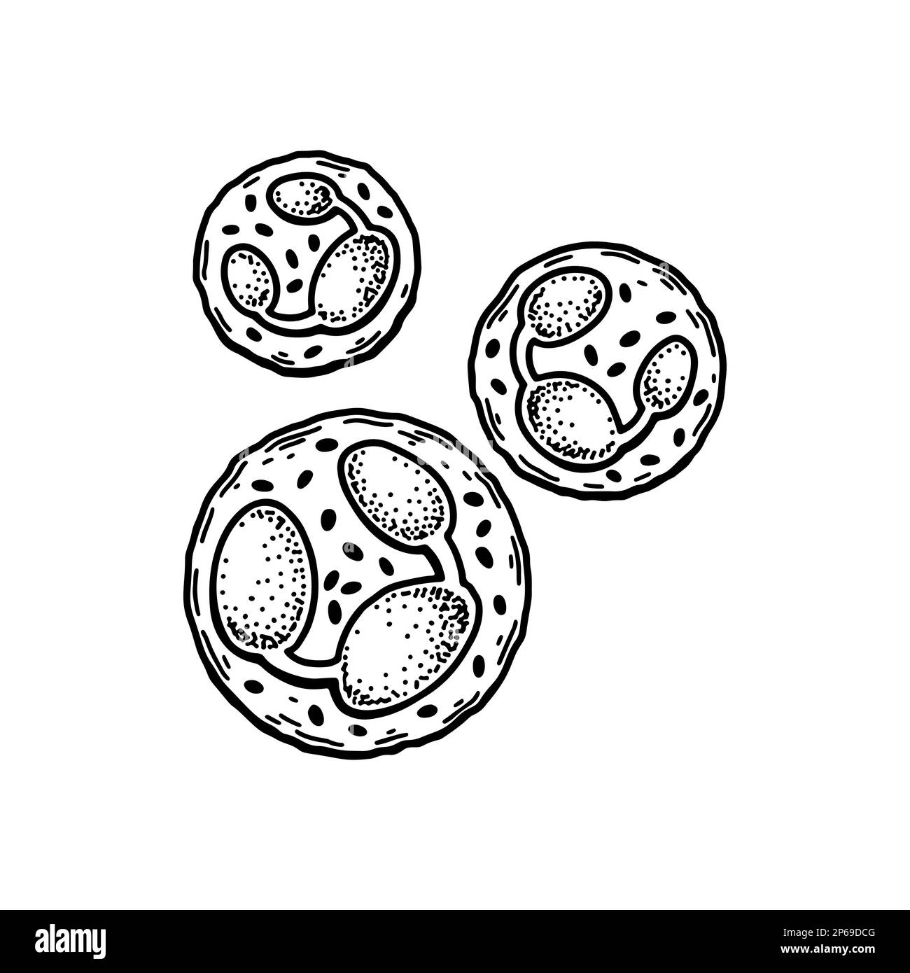 Leucociti neutrofili isolati su sfondo bianco. Illustrazione vettoriale per microbiologia scientifica disegnata a mano in stile schizzo Illustrazione Vettoriale