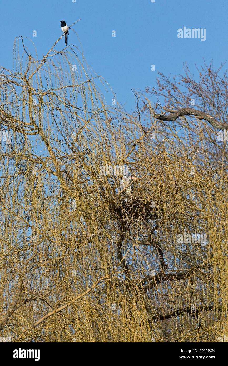 Magpie eurasiatica (Pica pica) e airone grigio (Ardea cinerea) su nido in salice piangente a eronie / aronie rookery airone a fine inverno Foto Stock