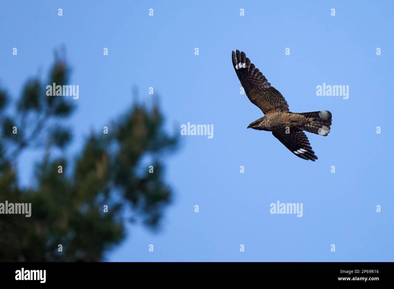 Nightjar europeo / nightjar eurasiatico / goatsucker comune (Caprimulgus europaeus) in volo al crepuscolo in bordo foresta Foto Stock