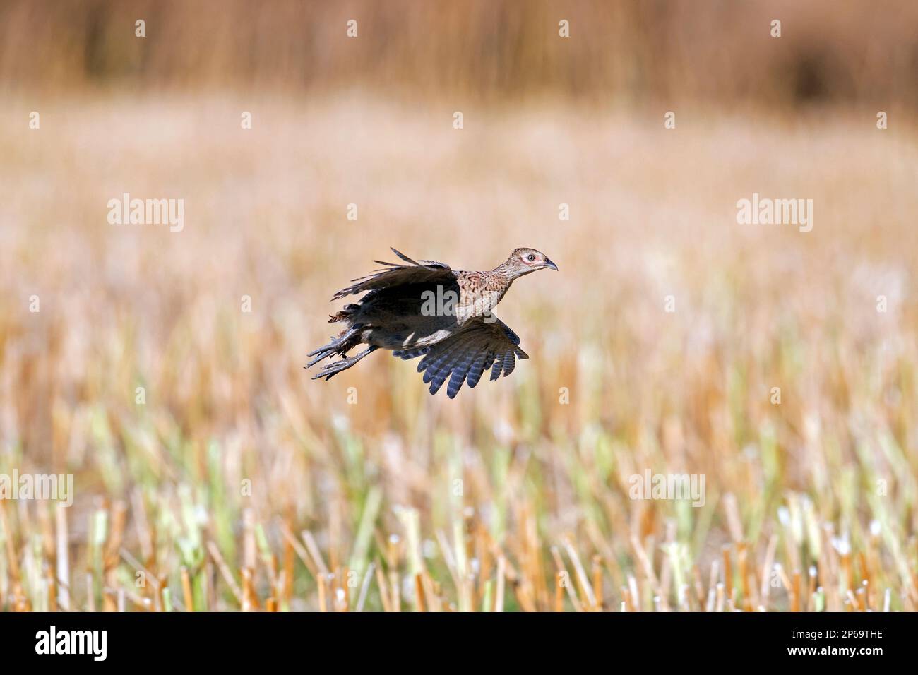 Fagiano comune / fagiano a collo d'anello (Phasianus colchicus) femmina / gallina che sorvola il campo di stoppia in estate Foto Stock