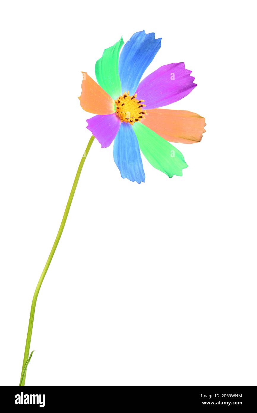 Foto di fiori di cosmo arcobaleno con petali multicolore isolati su sfondo bianco. Foto ad alta risoluzione. Profondità di campo completa. Foto Stock