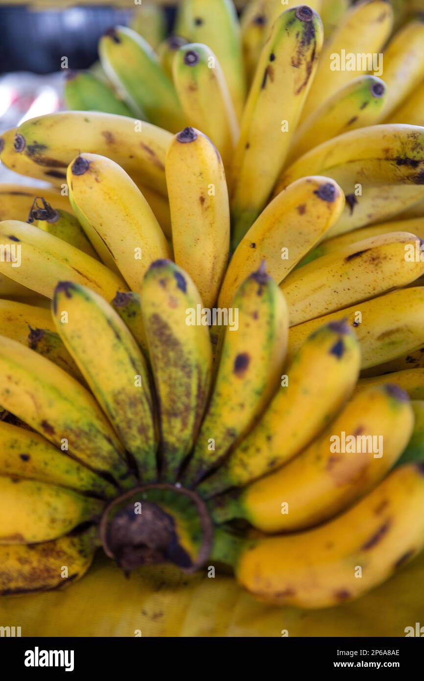 Giallo maturo banane dal mercato mattutino Foto Stock