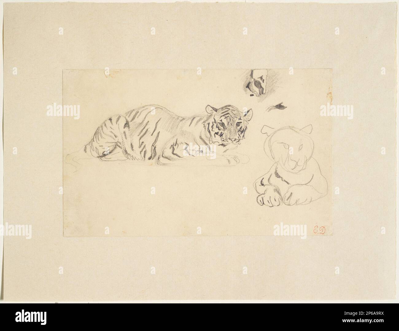 Ferdinand-Victor-Eugène Delacroix, Studi di una tigre accovacciata, 1810–1863, matita su carta. Foto Stock