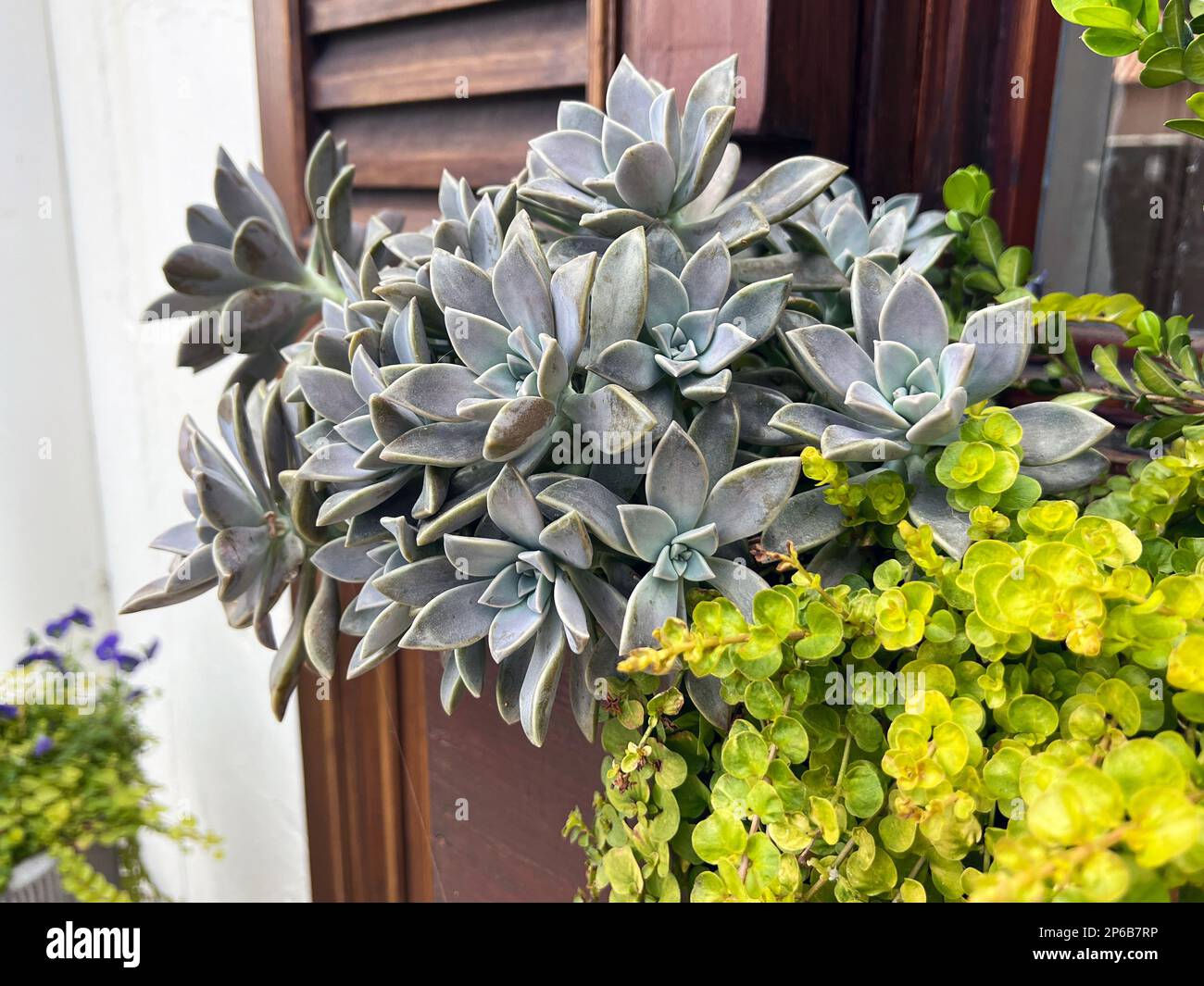 Un bellissimo giardino di xeriscape container è caratterizzato da echeveria e lisimachia, due piante a basso consumo d'acqua. Foto Stock