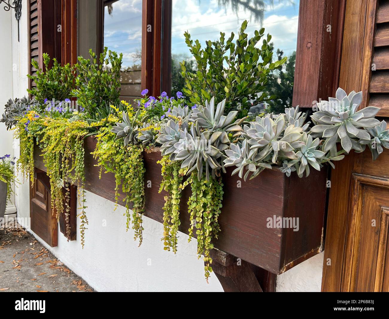 Un colorato giardino contenitore presenta legno di bosso, succulenti, pansies e Jenny strisciante. Foto Stock
