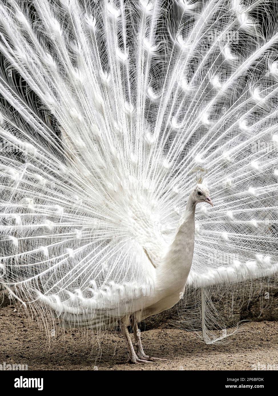 Uno scatto verticale di un bel pavone bianco che mostra le sue bellissime piume. Foto Stock