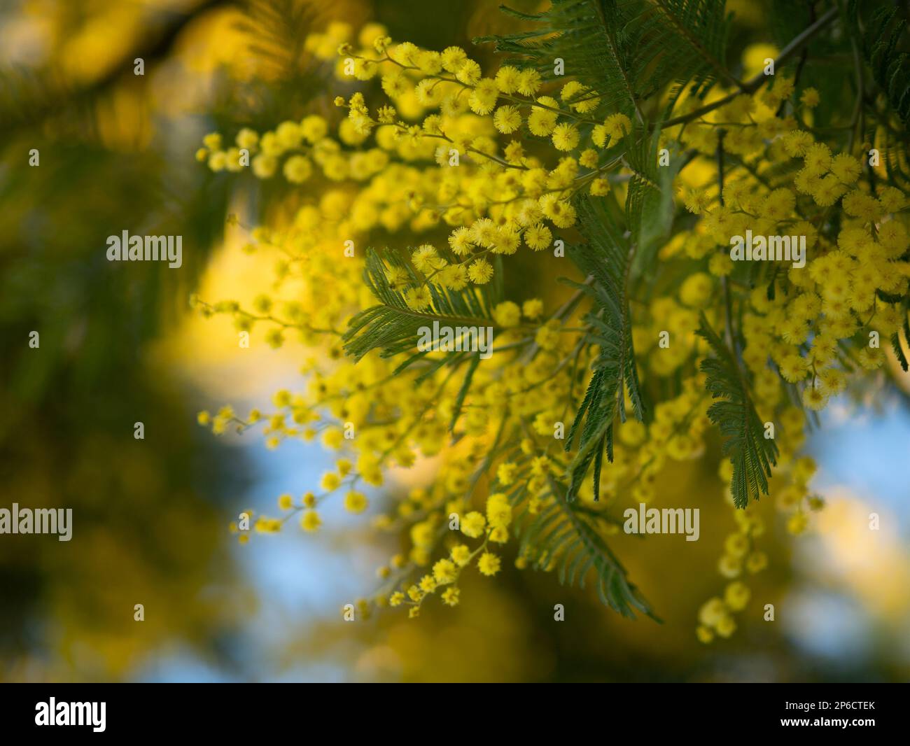 Bel primo piano di fiori di mimosa peloso giallo brillante. Albero di mimosa fiorente nelle onde primaverili iniziali sul vento. Giornata primaverile soleggiata. Acacia dealbata. Soffice f Foto Stock