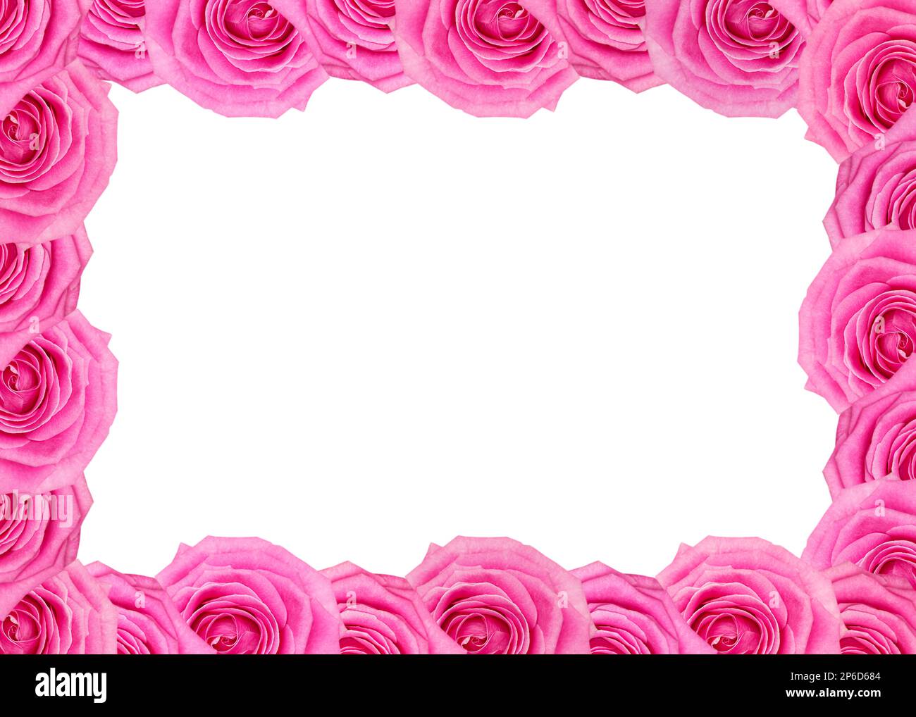 Fiore cornice di rose rosa modello isolato su sfondo bianco. Banner, mockup, intestazione con spazio per la copia. Carta da parati con fiori naturali, biglietto d'auguri o io Foto Stock