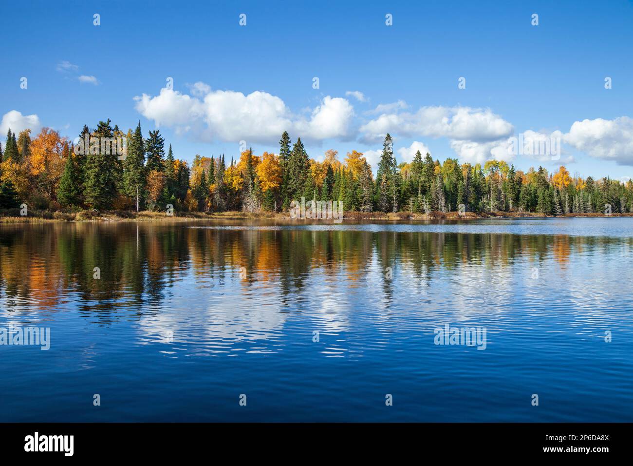 Lago di trote blu con alberi in autunno colore nel Minnesota settentrionale in una giornata di sole Foto Stock