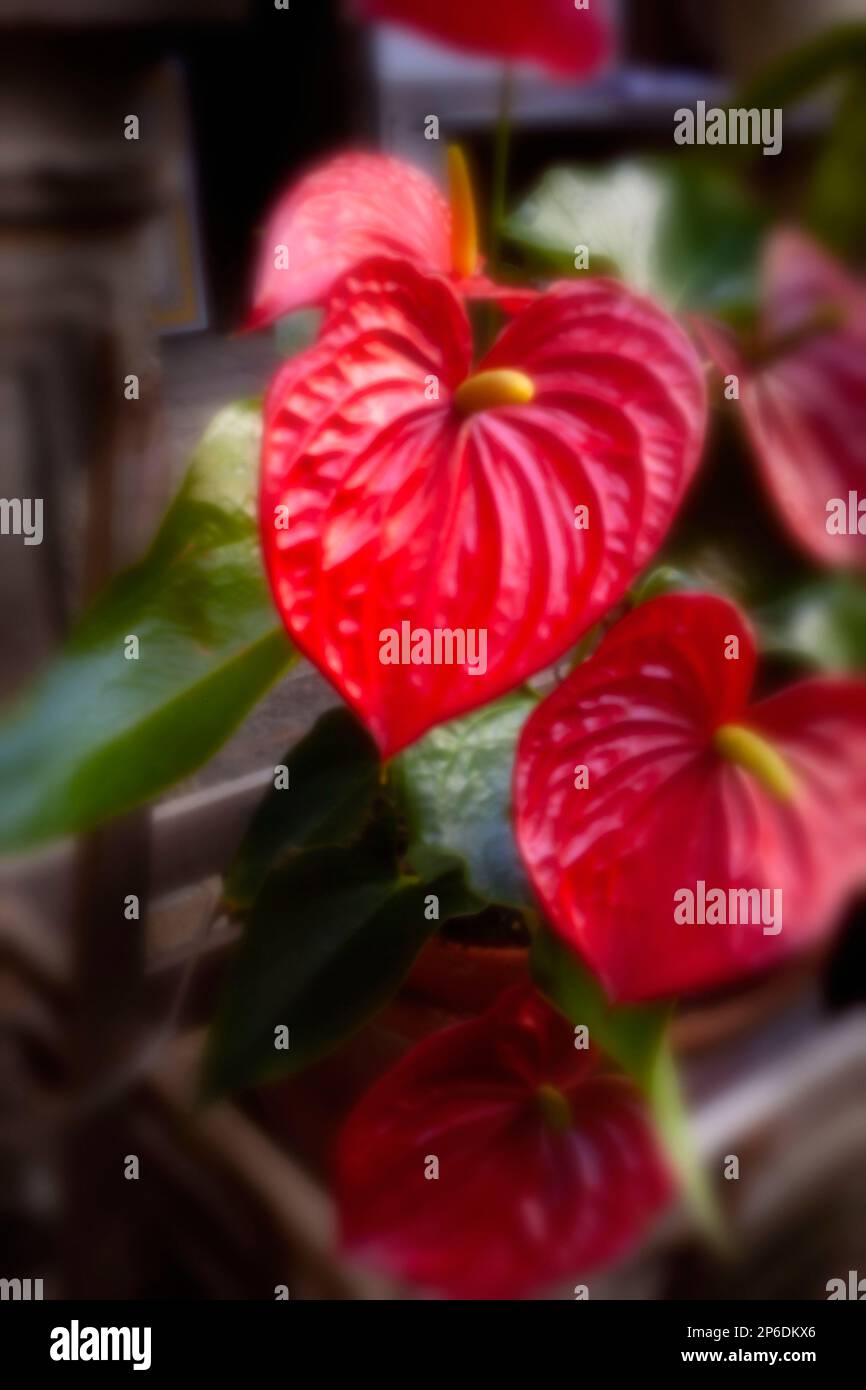 Nuovo, sfida all'età, era digitale, premium, accattivante, Immagine in primo piano dei fiori di Anthurium ad alta risoluzione e di grande spiccata spiccata immagine. Pianta ritratto Foto Stock