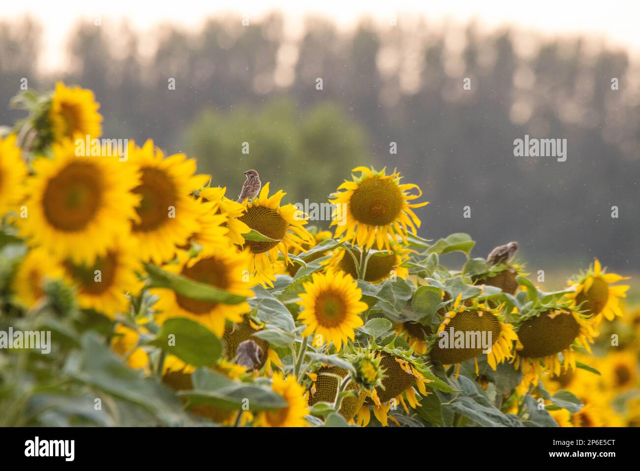 Un campo di girasoli vivace e bello, con alberi lontani che forniscono uno sfondo Foto Stock
