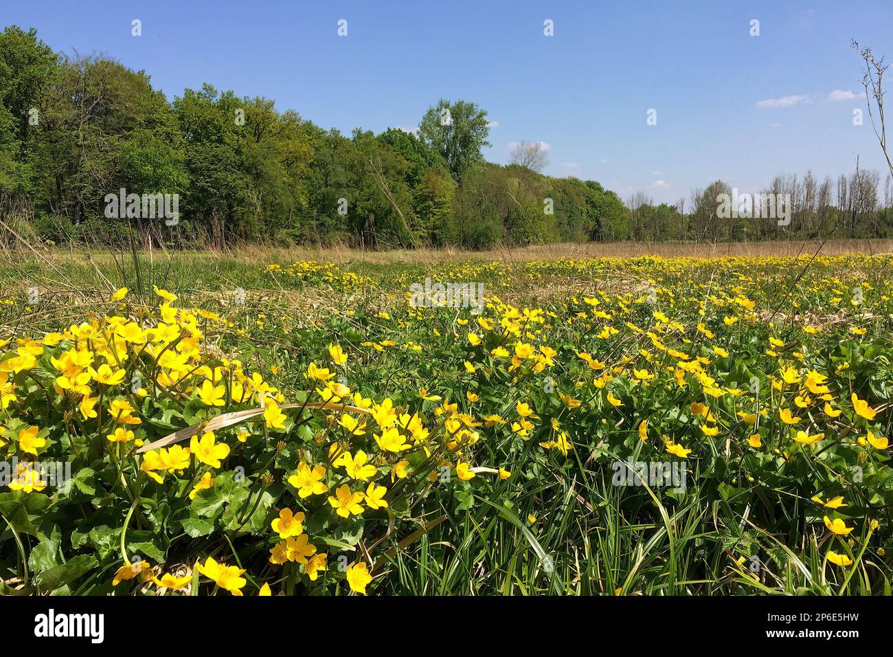 Wiese mit wachsende Butterblumen, Scharfer Hahnenfuß (Ranunculus acris), Nordrhein-Westfalen, Deutschland Foto Stock