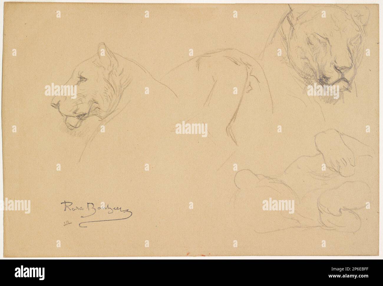 Rosa Bonheur, Studi di una Lionessa, n.d., grafite su carta di vove. Foto Stock