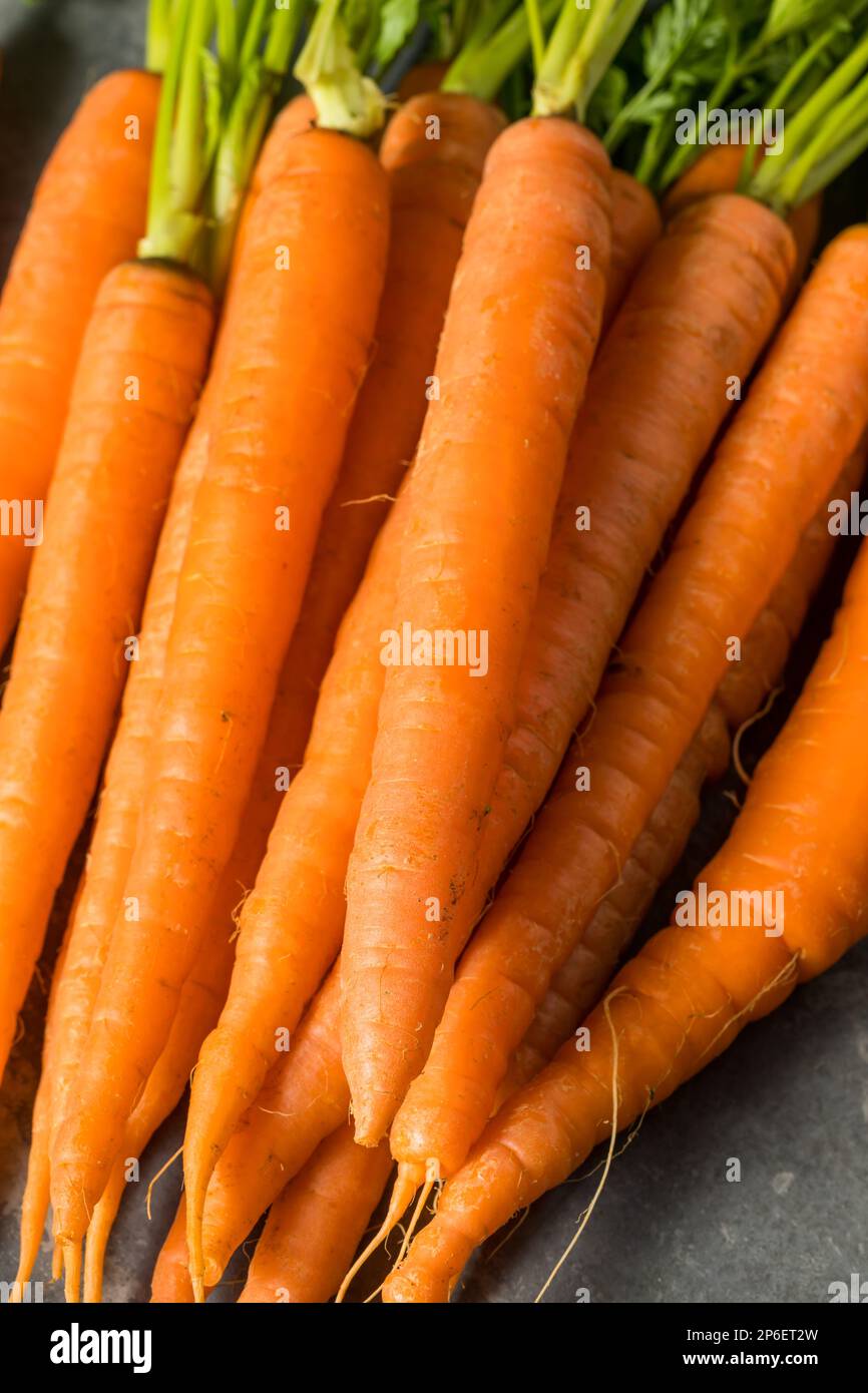 Carote di arancia grezza biologica in un mazzo Foto Stock