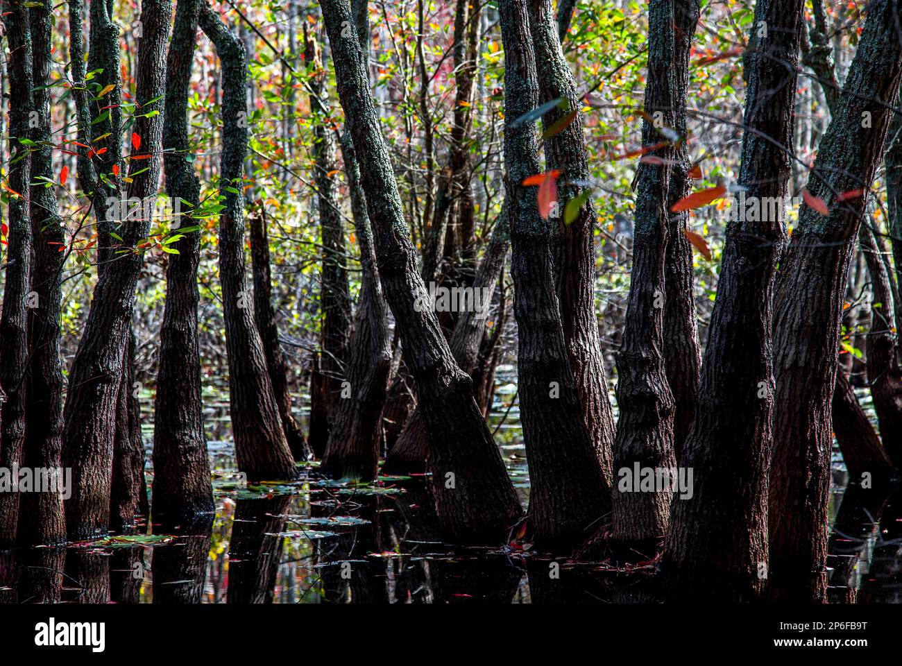 Tupelo palude - sud, Virginia Foto Stock