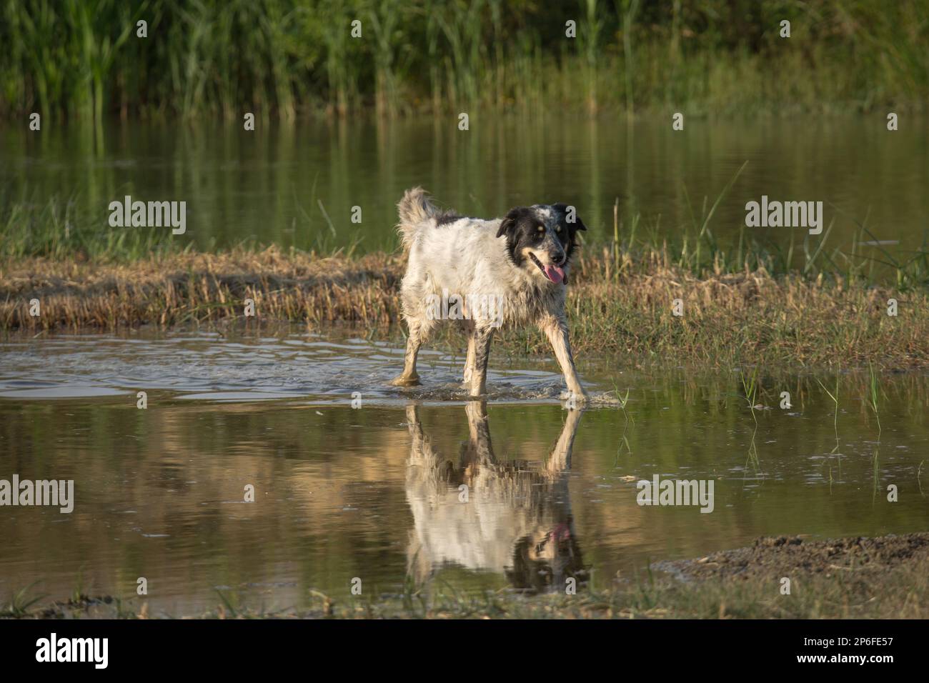 Bellissimi cani Foto Stock