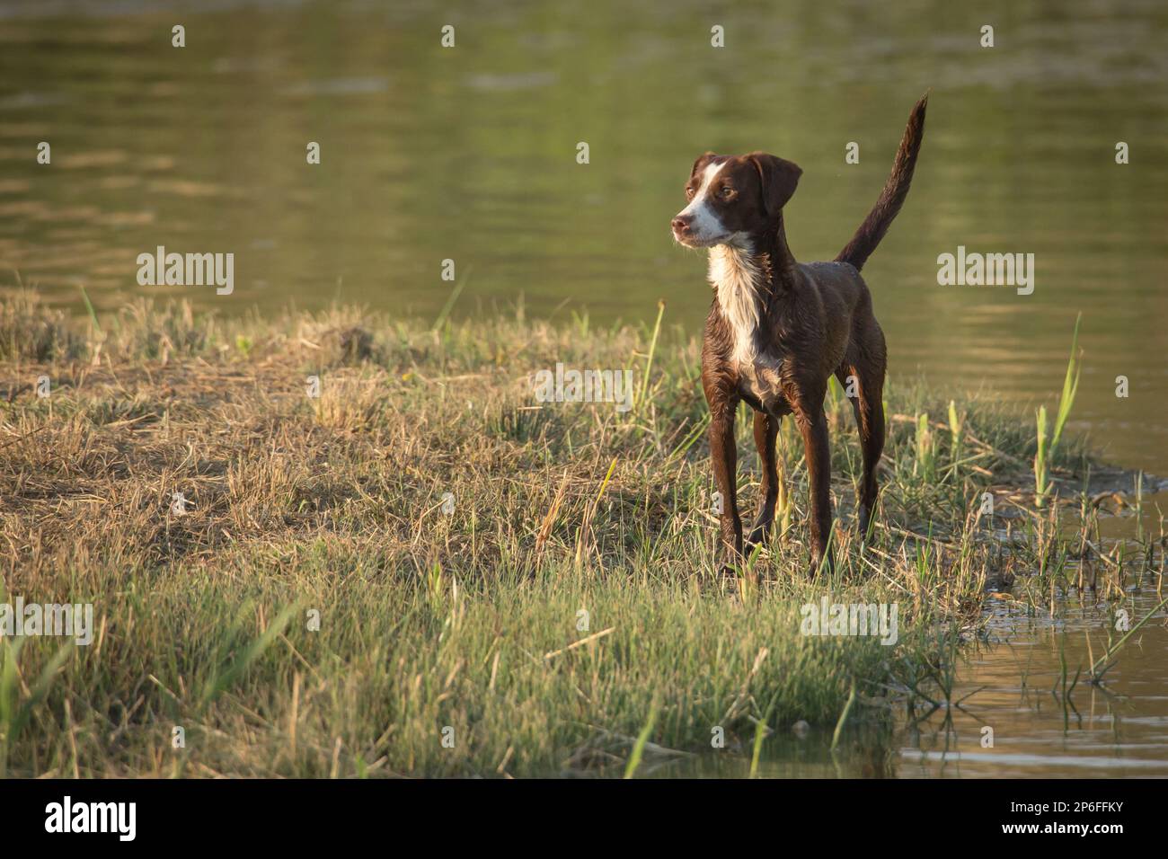 Bellissimi cani Foto Stock