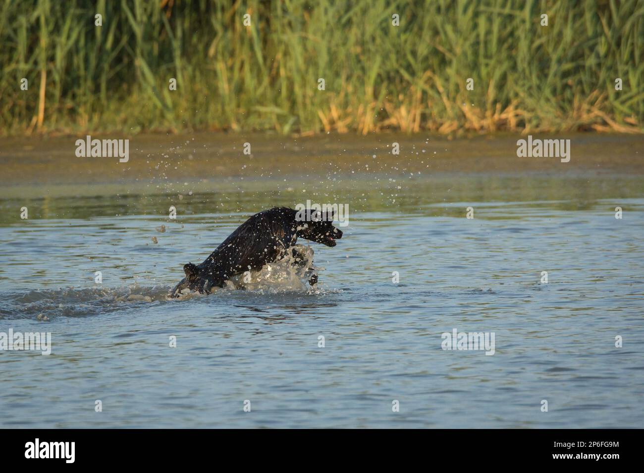 Bellissimi cani Foto Stock
