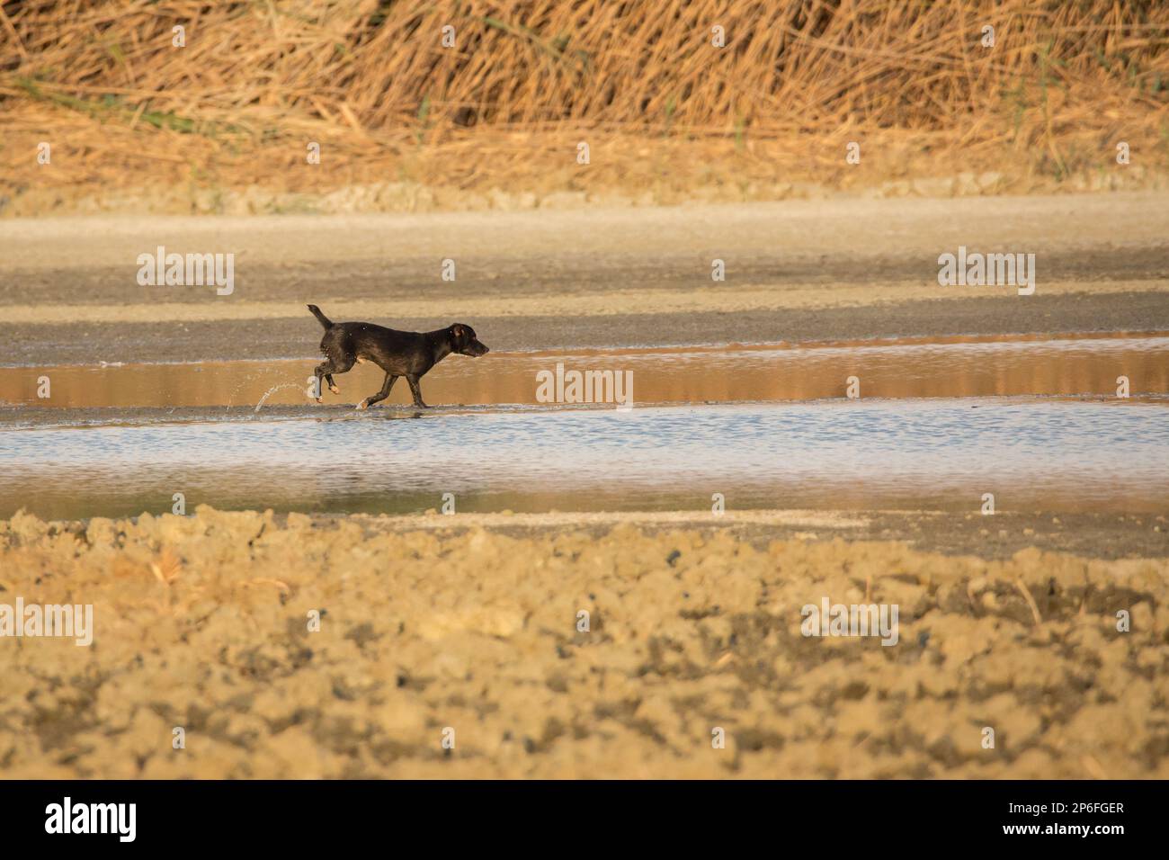 Bellissimi cani Foto Stock