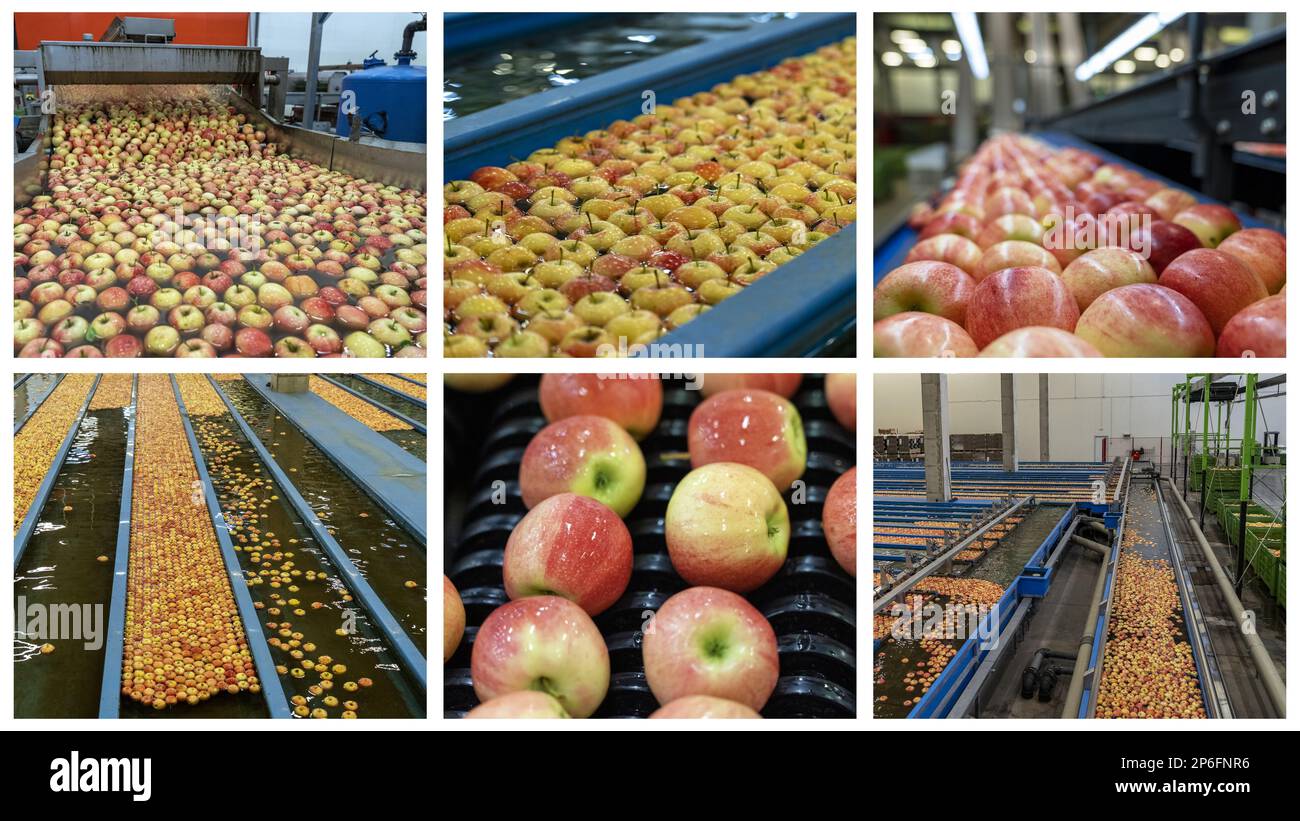 Linea di lavaggio, classificazione, smistamento e imballaggio delle mele. Interno della casa di imballo di frutta. Manipolazione postarvest di mele. Tecnologia di lavorazione della frutta. Foto Stock
