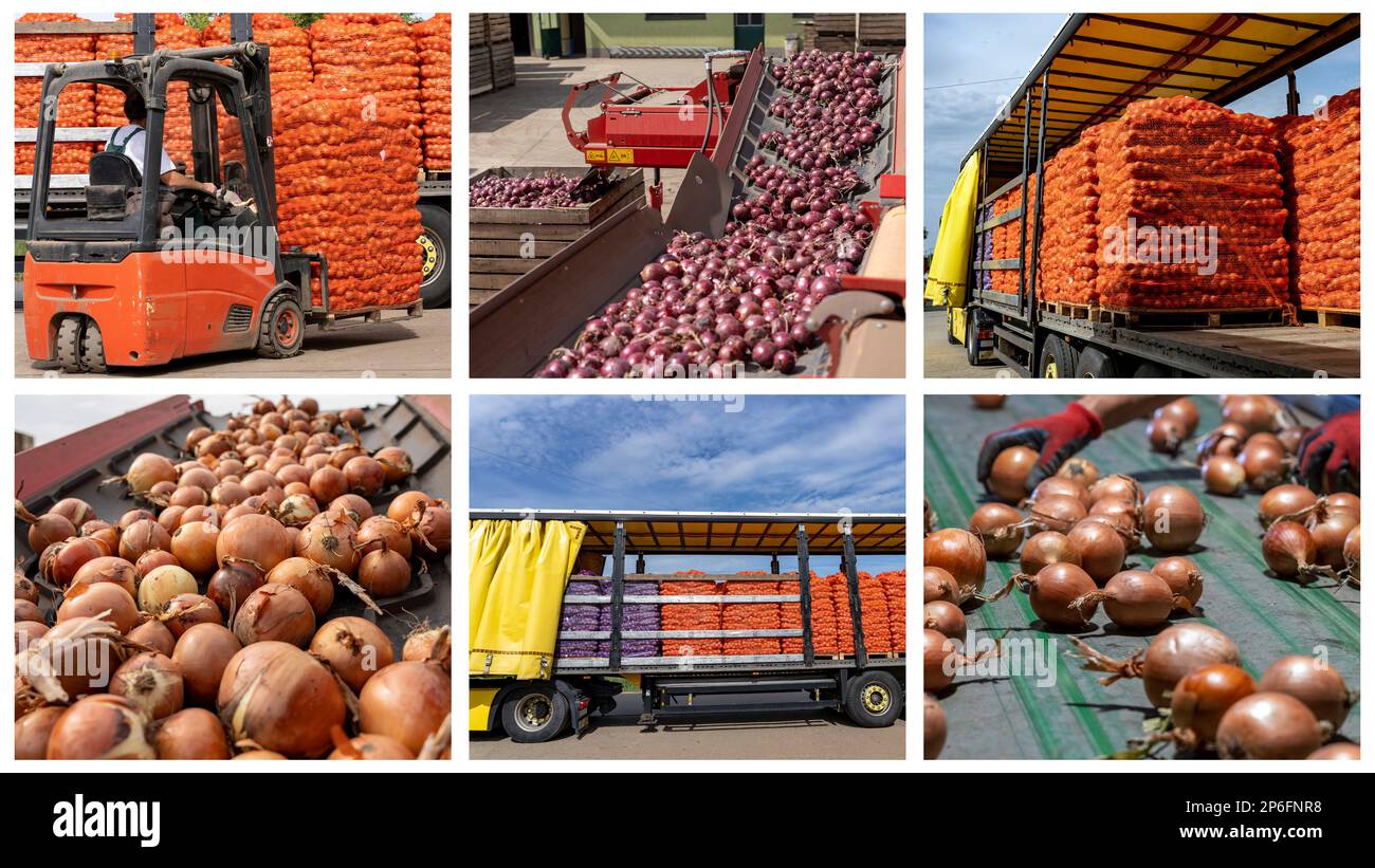 Produzione e lavorazione di ONION nell'impianto di Packing House prima della distribuzione al mercato - Collage fotografico. Carrello di carico con sacchetti a cipolla pallettizzati. Foto Stock