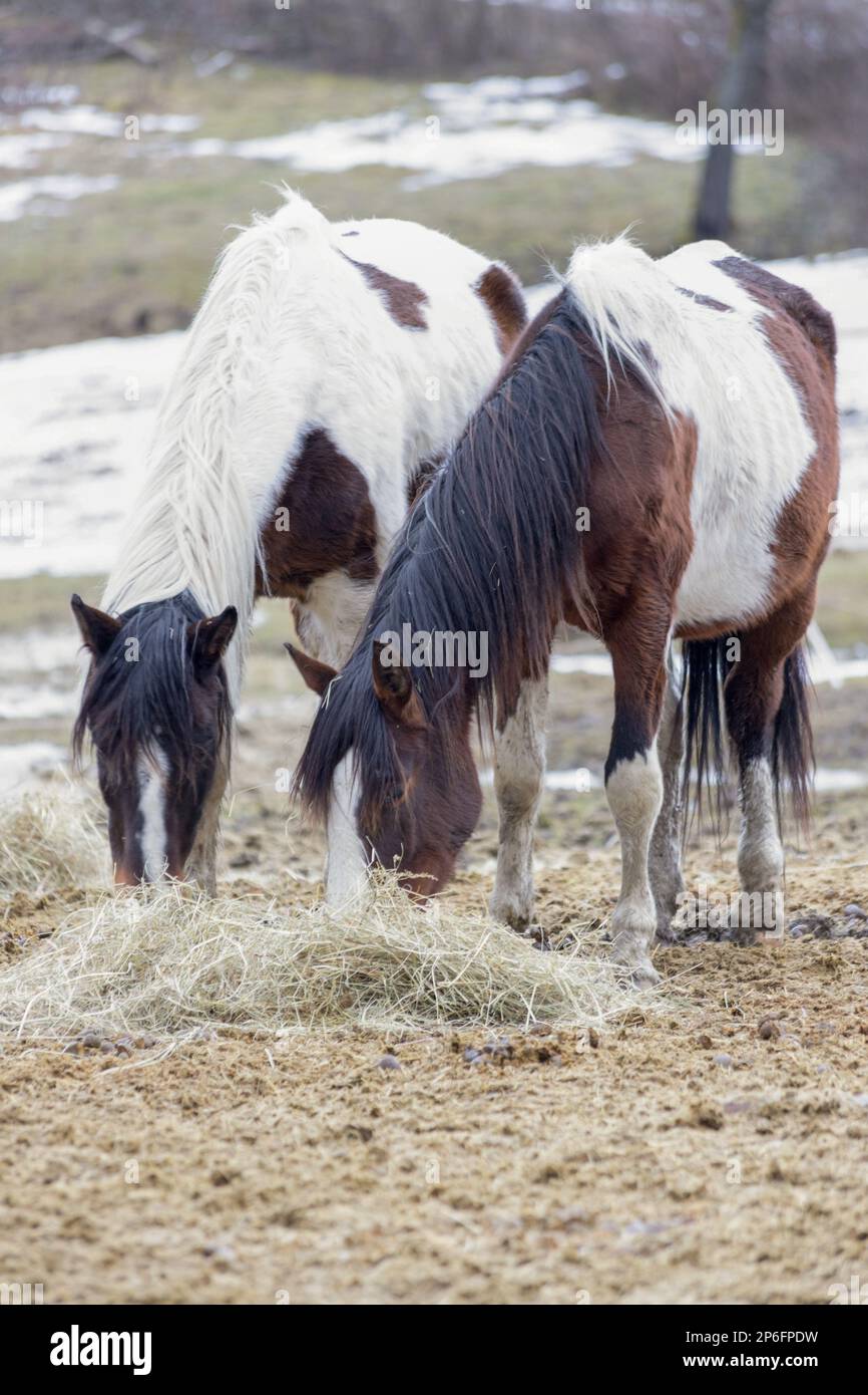 Due cavalli di quarto di stile indiano che pascolano il fieno durante il periodo invernale Foto Stock