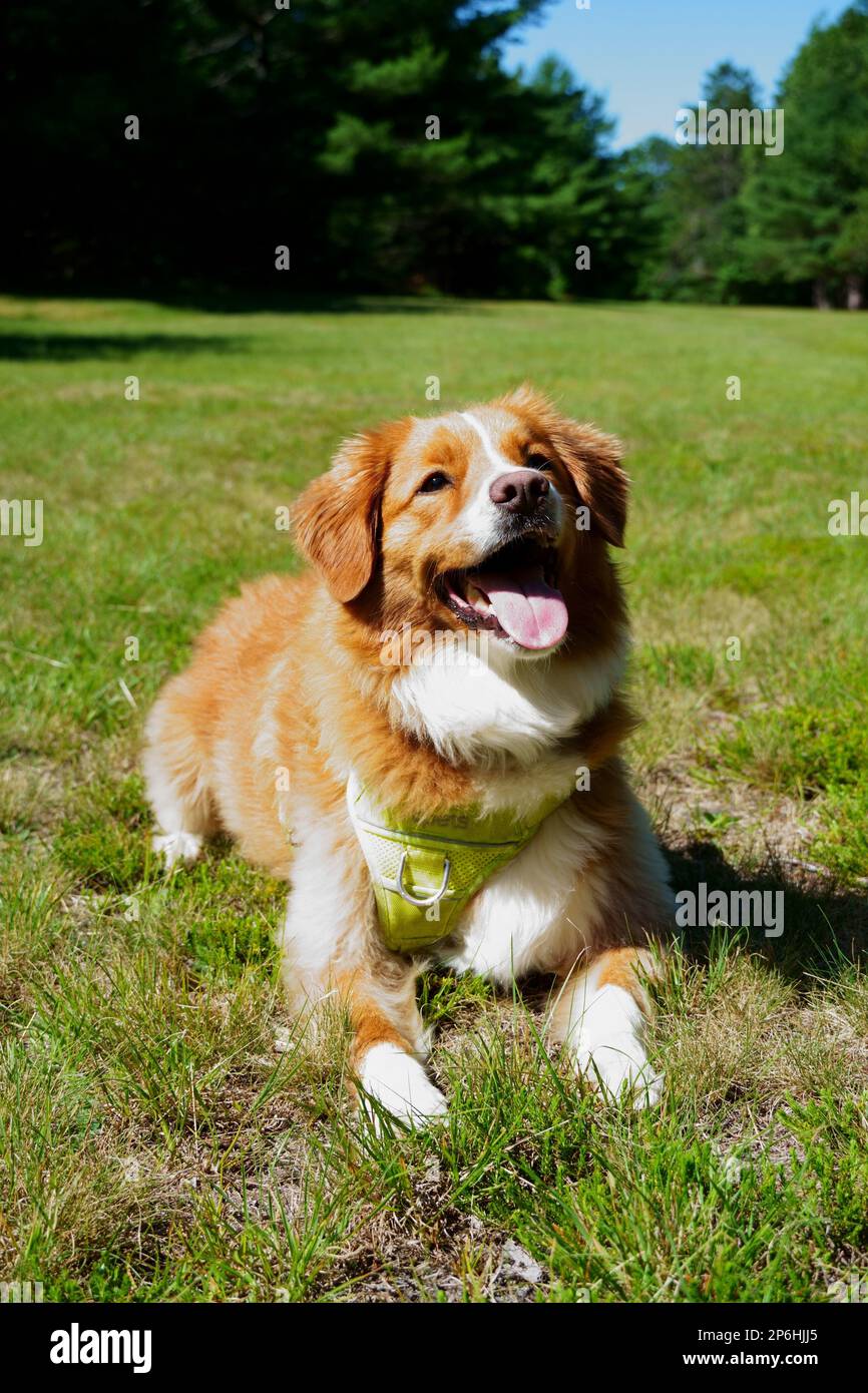 Happy Dog, anatra Toller Foto Stock