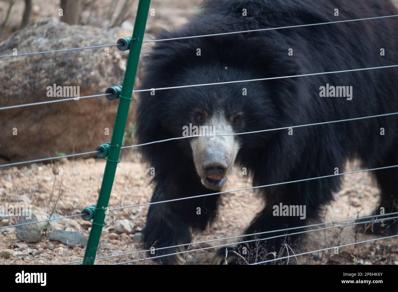 Orso indiano al parco nazionale di Bannerghatta Bangalore in piedi nello zoo. foresta Riserva Naturale santuari in Karnataka India Foto Stock