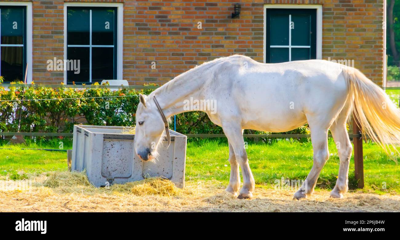 primo piano di un cavallo bianco che mangia un po' di fieno, allevamento di cavalli popolare e specie di equitazione Foto Stock