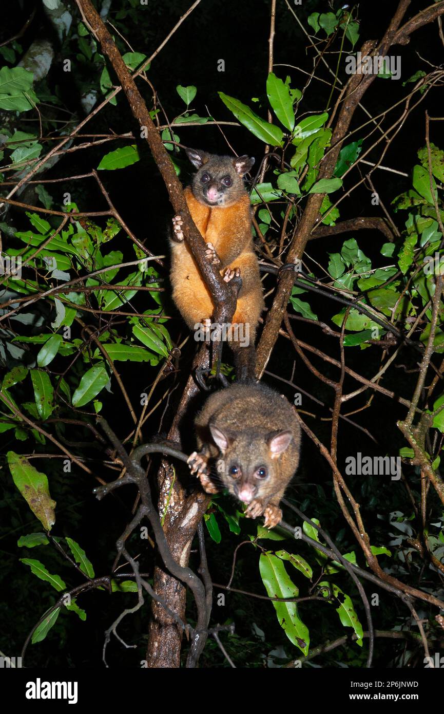 Due possum di coda di rondine (Trichosurus vulpecula) appollaiati su un arto di notte nella foresta pluviale, Atherton Tablelands, far North Queensland, FNQ, Foto Stock
