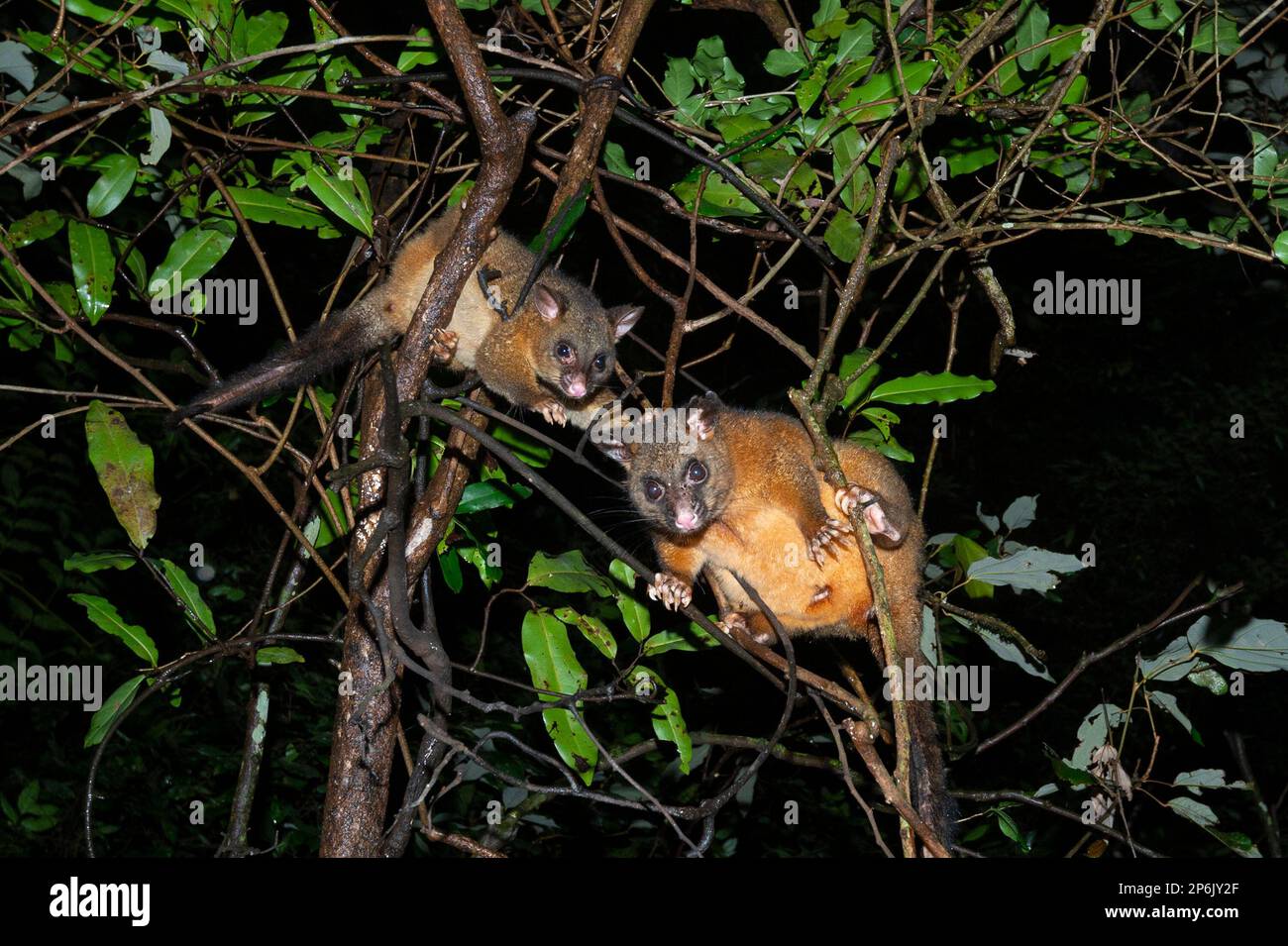 Due possum di coda di rondine (Trichosurus vulpecula) appollaiati su un arto di notte nella foresta pluviale, Atherton Tablelands, far North Queensland, FNQ, Foto Stock