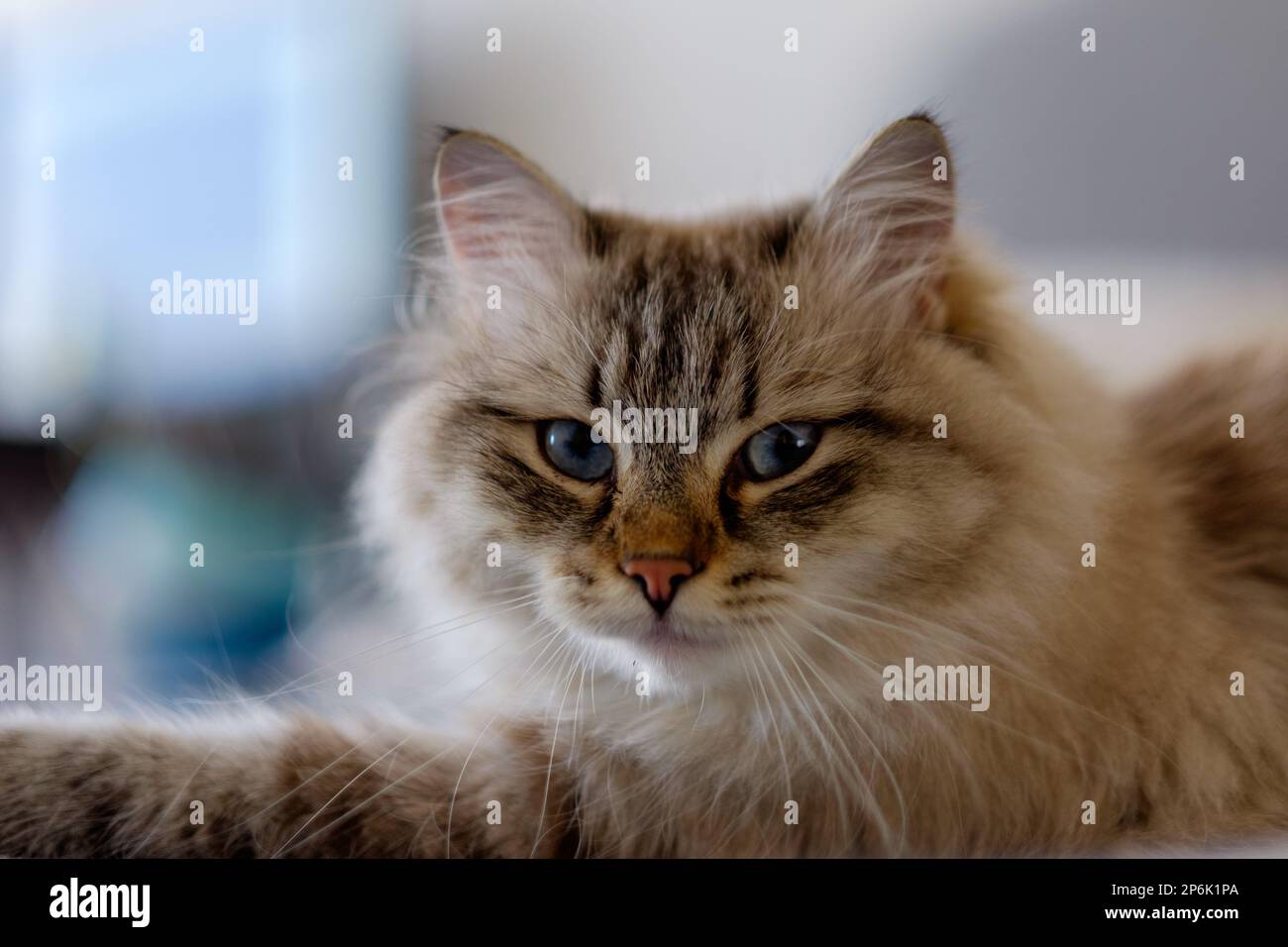 Gatto della razza Siberiana Foto Stock