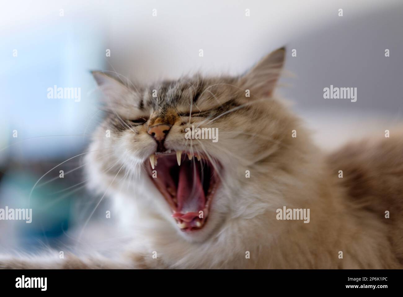 Gatto della razza Siberiana Foto Stock