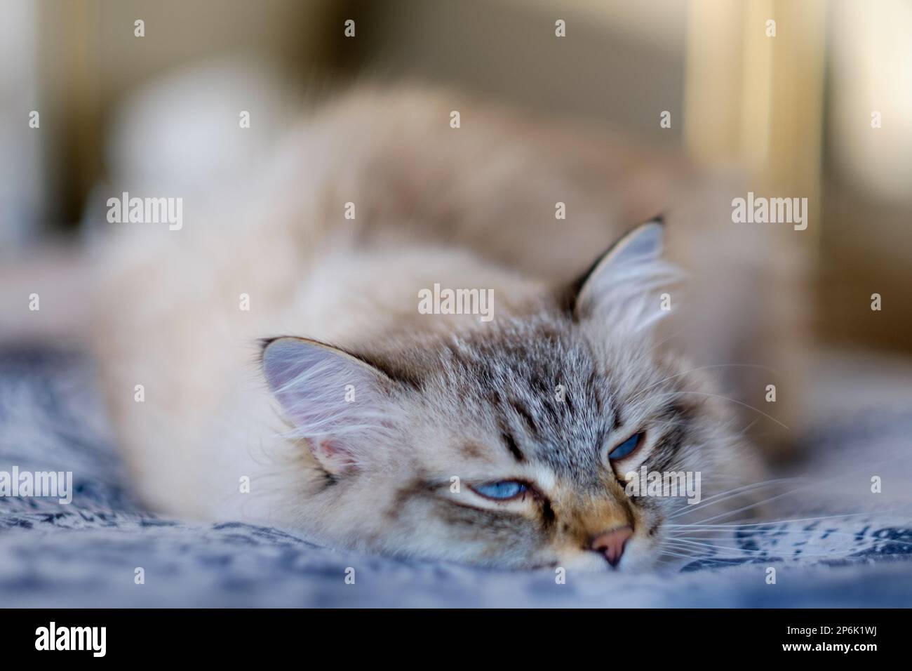 Gatto sonnolento della razza Siberiana Foto Stock