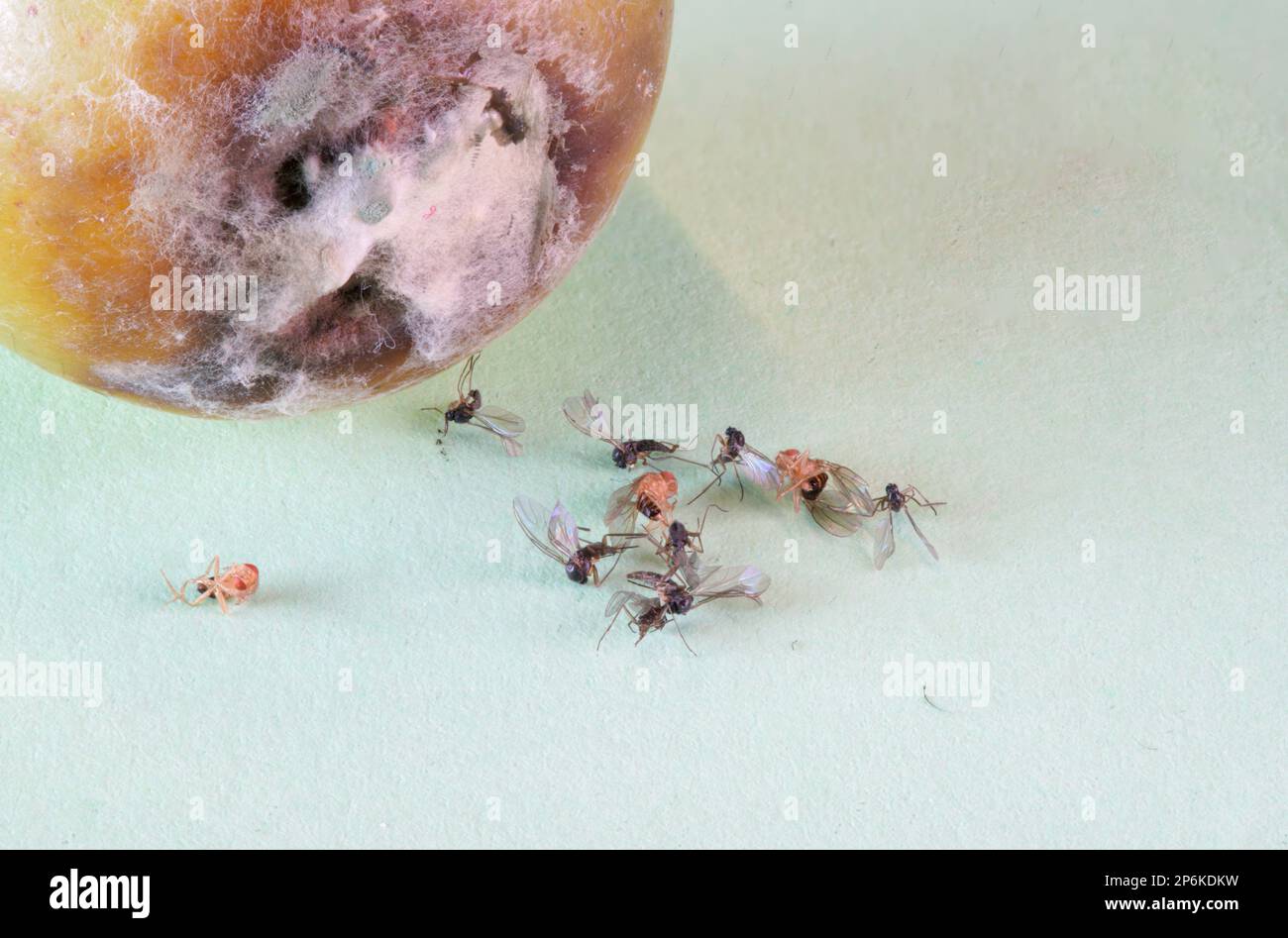 Verschimmelte Weintraube mit Insekten - Makro Foto Stock