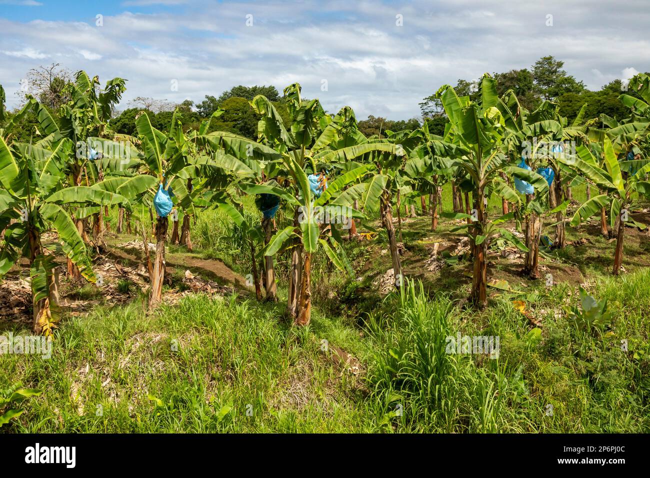 Cariari, Costa Rica - le banane maturano su una piantagione nel nord-est della Costa Rica. I sacchetti di plastica blu sono utilizzati per proteggere le banane dal sole e. Foto Stock