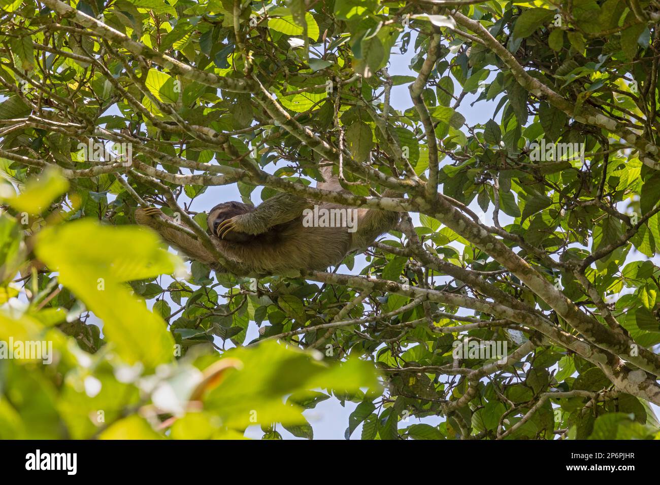 Guapiles, Costa Rica - Un'inclinazione a tre punte bruna (Bradypus variegatus). Foto Stock