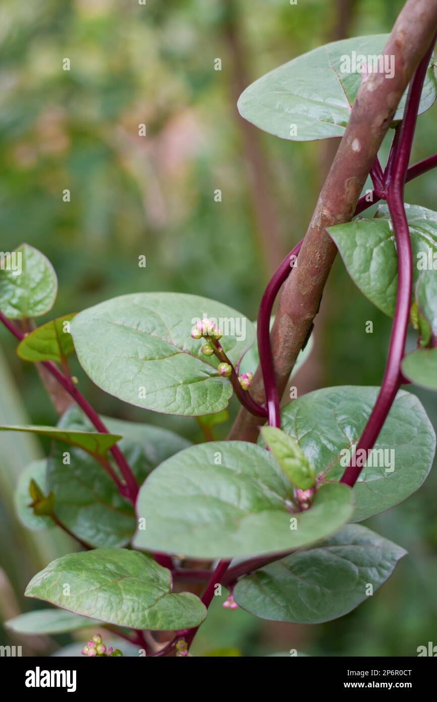 spinaci malabar o pianta di arrampicata spinaci ceylon nel giardino, basella alba, aka vite o spinaci indiani, erbe medicinali tropicali native in india Foto Stock