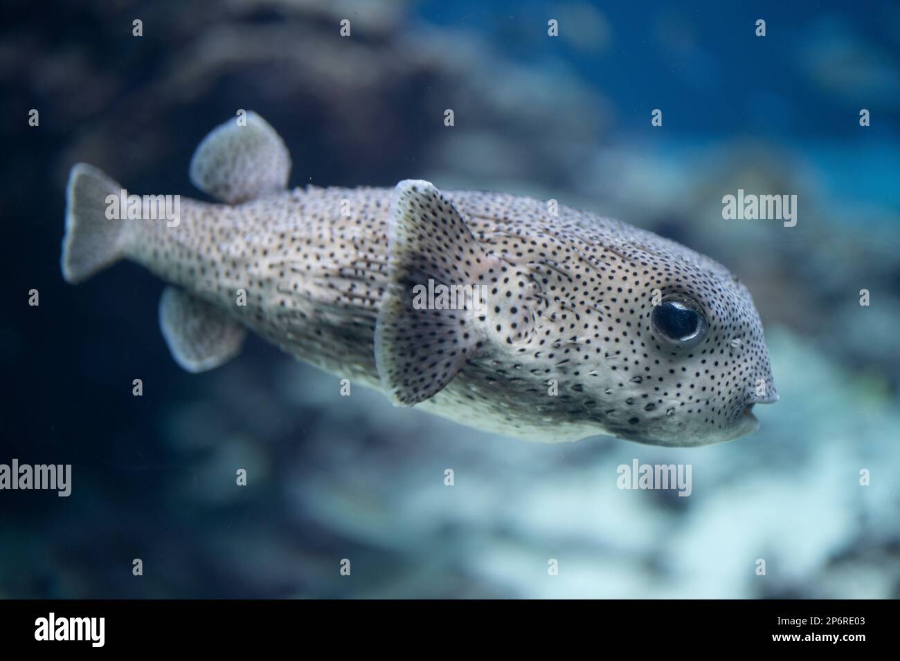 Spotfin Porcupinefish Diodon hystrix aka Spot-fin o spotted porcupinefish Foto Stock