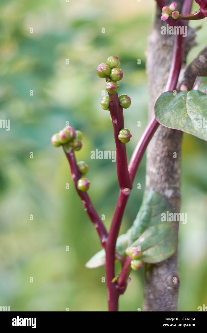 spinaci malabaresi o spinaci ceylon arrampicata stelo pianta o gambi cluster, basella rubra, aka vite o spinaci indiani, verdura frondosa che è popolare Foto Stock