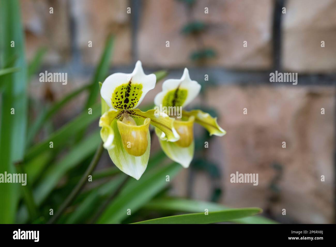 Paphiopedilum, Orchidea di Venus slipper al Tropical Dream Center Botanical Gardens, Motobu, Giappone Foto Stock