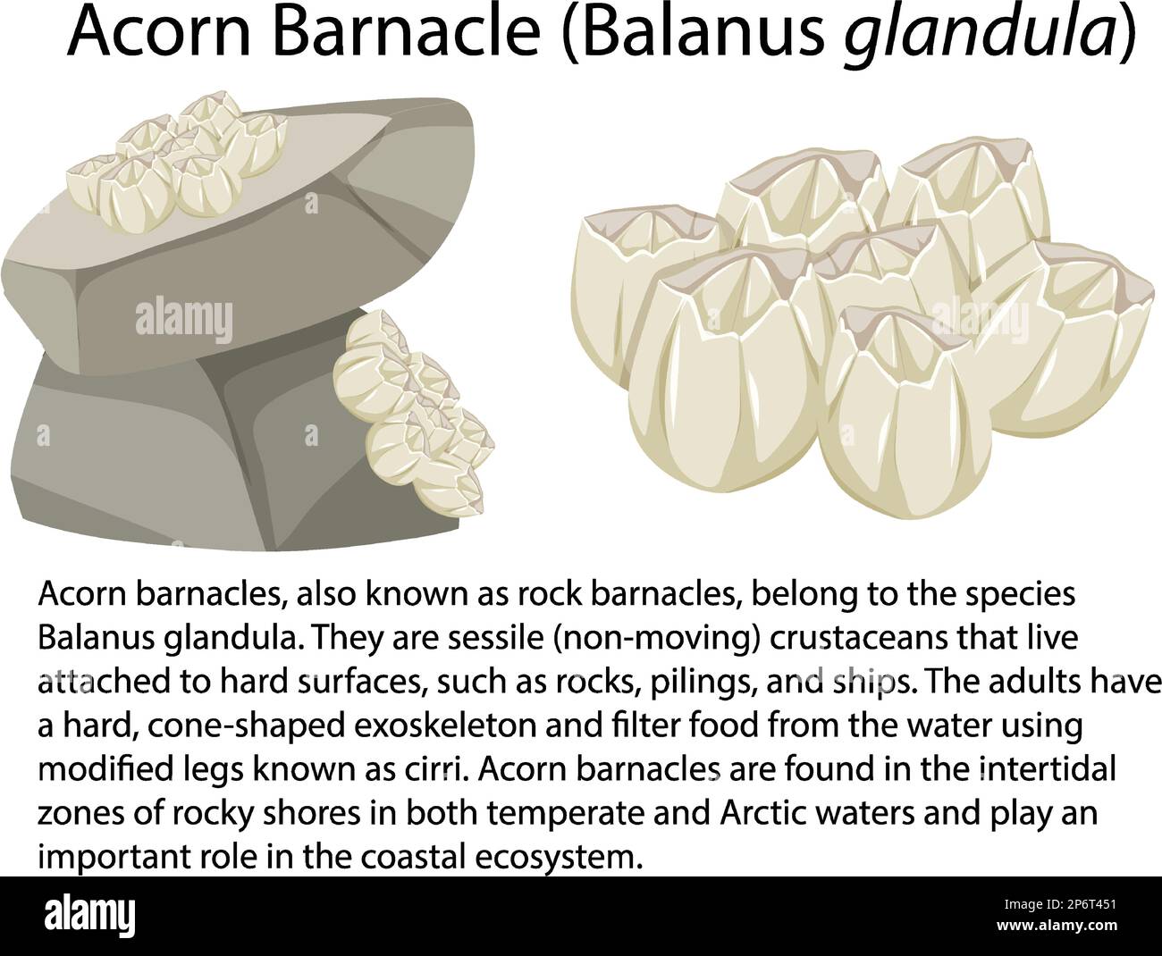 Acorn Barnacle isolato roccioso costa animale illustrazione Illustrazione Vettoriale