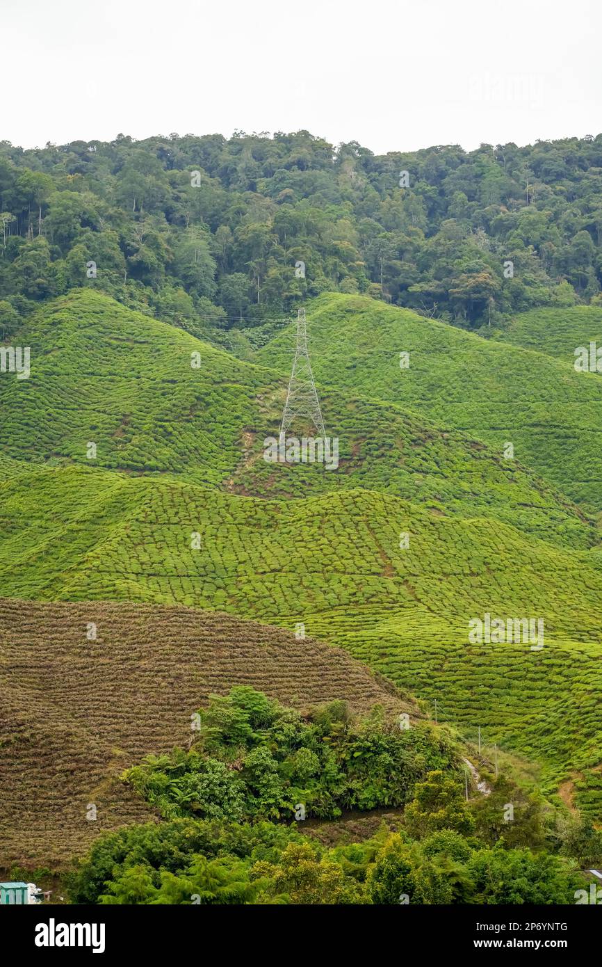 Paesaggio piantagione di tè in Cameron Highlands. Linea di alimentazione ad alta tensione torre di trasmissione elettrica sul verde giardino di montagna gamma. Elettricità pil Foto Stock