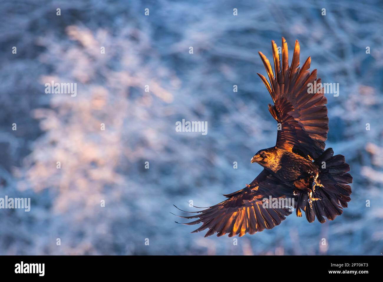 Uccello corvo nero volante (Corvus corax) con ali aperte e fiocchi di neve bokeh, fauna selvatica in natura Foto Stock