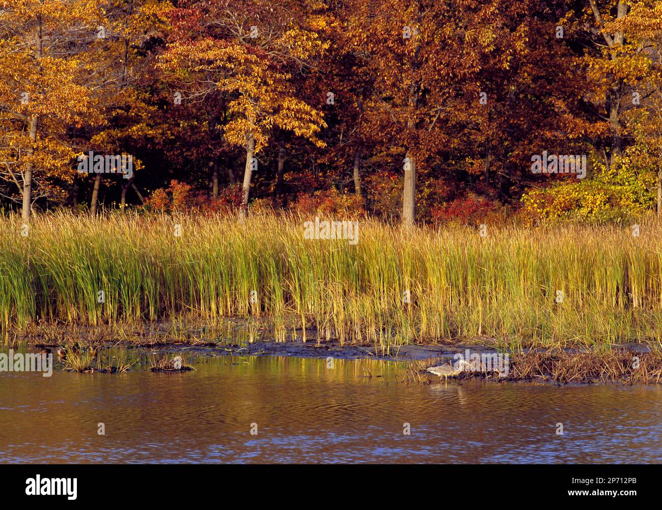 Pond nel cimitero in autunno al Presque Isle state Park sul lago Erie, Pennsylvania Foto Stock