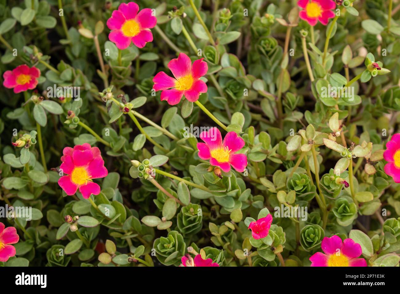 Primo piano foto di rosa e giallo purslane. Portulace grandiflora, rosa muschio, in un giardino del Texas centrale. Foto Stock