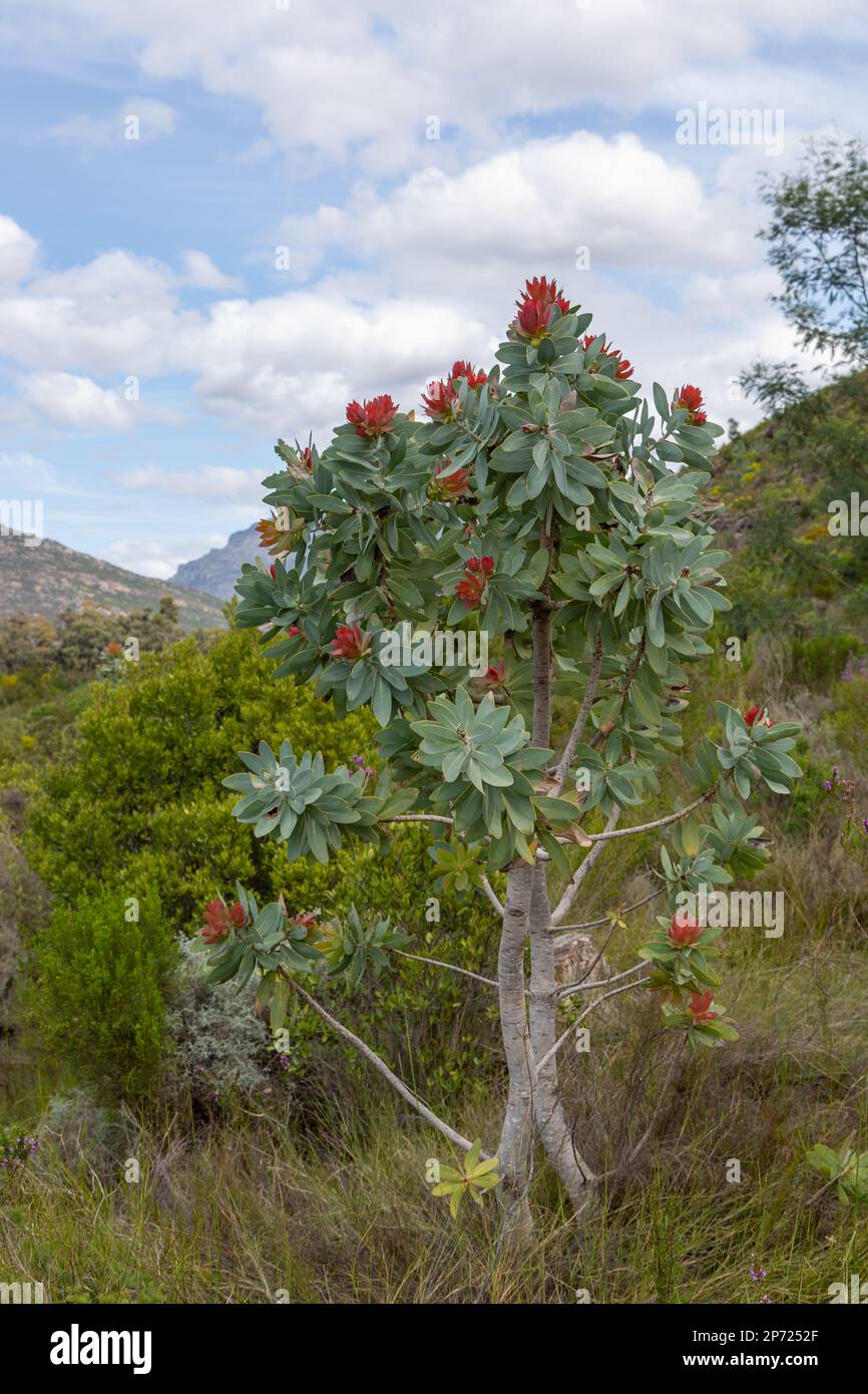 Protea sp. Visto vicino a Wellington nel Capo Occidentale del Sud Africa Foto Stock