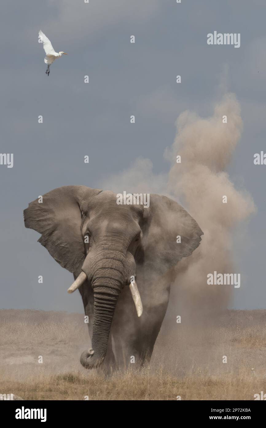 Elefanti e polvere Kenya Foto Stock