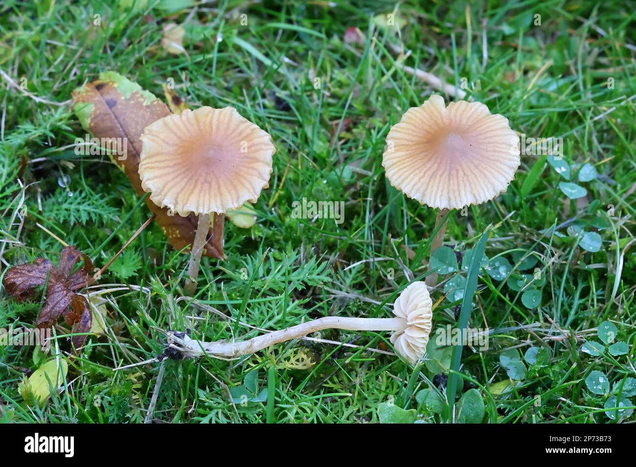 Galerina graminea, comunemente conosciuta come campanello di erba sintetica, fungo da prato finlandese Foto Stock